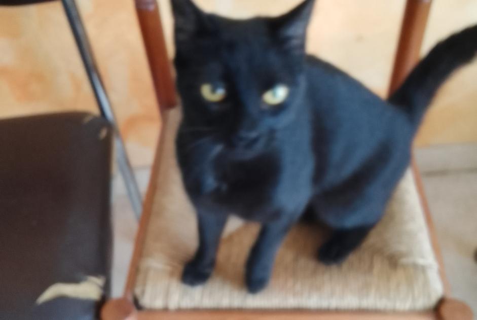 Fundmeldung Katze Weiblich Tours Frankreich Fundmeldung Katze Weiblich Tours Frankreich