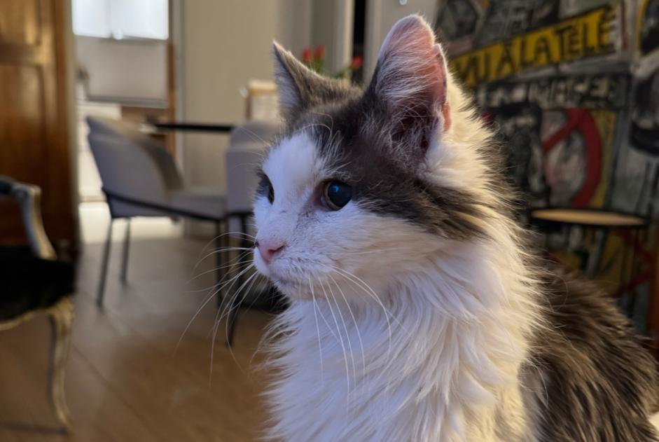 Vermisstmeldung Katze rassenmischung Männliche , 19 jahre Amboise Frankreich Vermisstmeldung Katze rassenmischung Männliche , 19 jahre Amboise Frankreich