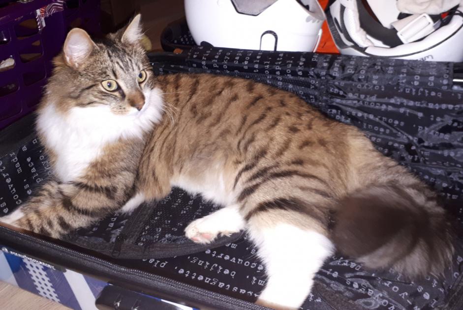 Alerte Disparition Chat Mâle , 6 ans Montbazon France Alerte Disparition Chat Mâle , 6 ans Montbazon France