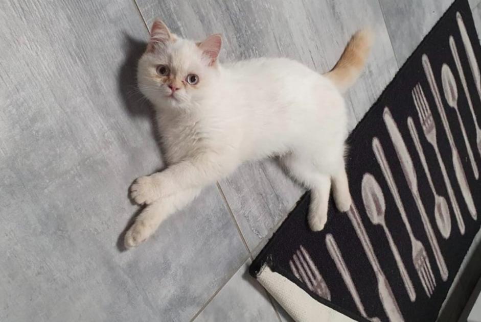 Alerte Disparition Chat Femelle , 4 ans Bléré France Alerte Disparition Chat Femelle , 4 ans Bléré France