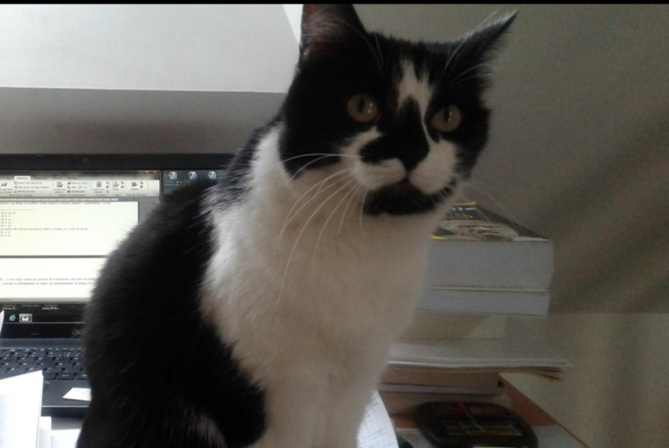 Alerte Disparition Chat  Femelle , 12 ans Tours France