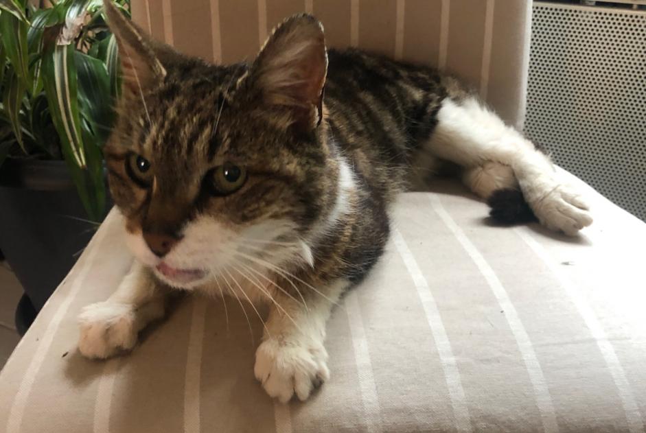 Avviso Ritrovamento Gatto Femmina Vernou-sur-Brenne Francia Avviso Ritrovamento Gatto Femmina Vernou-sur-Brenne Francia